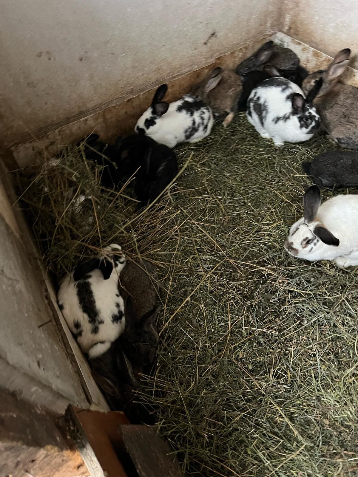 Vând iepuri pui/adult diferite rase