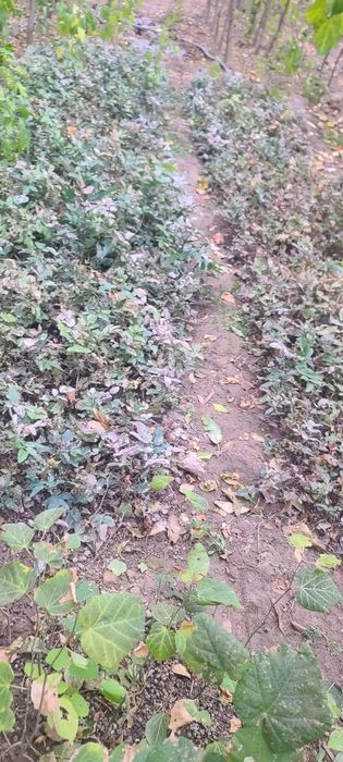 Dub, Chinor, Kashtan ko‘chatlari sotiladi!