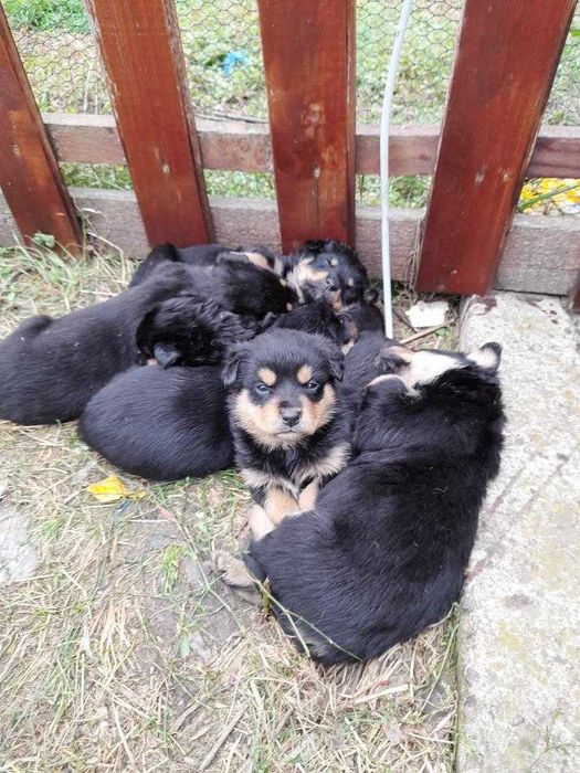 Adopta un catel jucausi si frumos