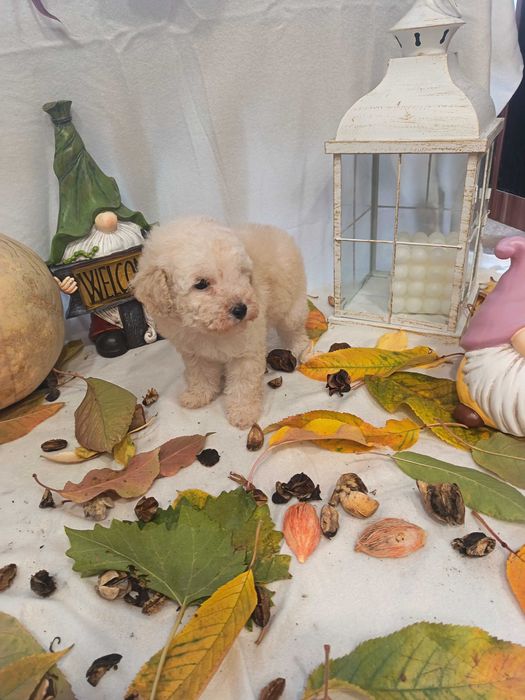 Мини   пуделчета