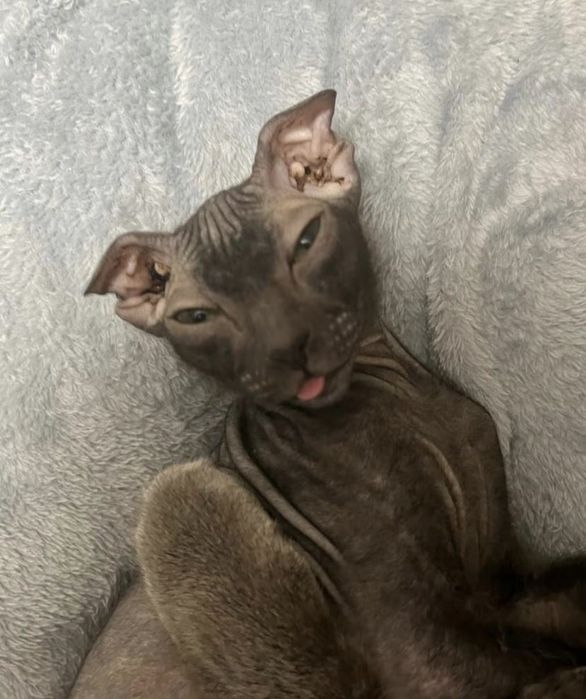 Продается  котенка