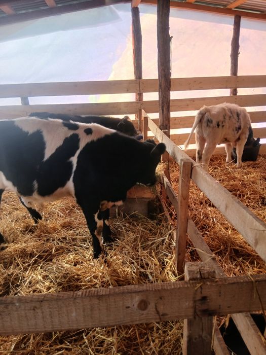 Se vinde 3 taurasi și 1 vitea