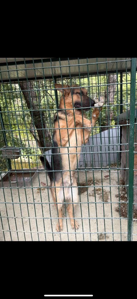 Мъжка немска овчарка на 1 година