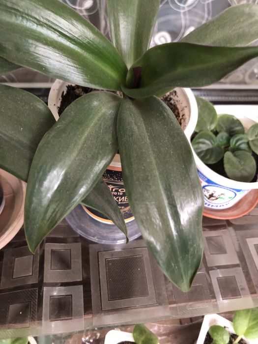 Комнатный цветок Рэо фиолетовая «ладья давида»