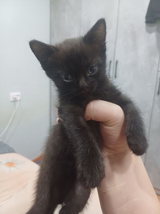 Маленький котёночек