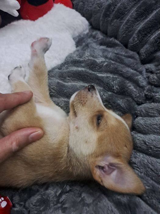 Подарявам малко куче