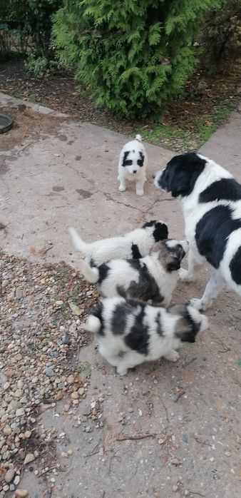 Каракачански кученца