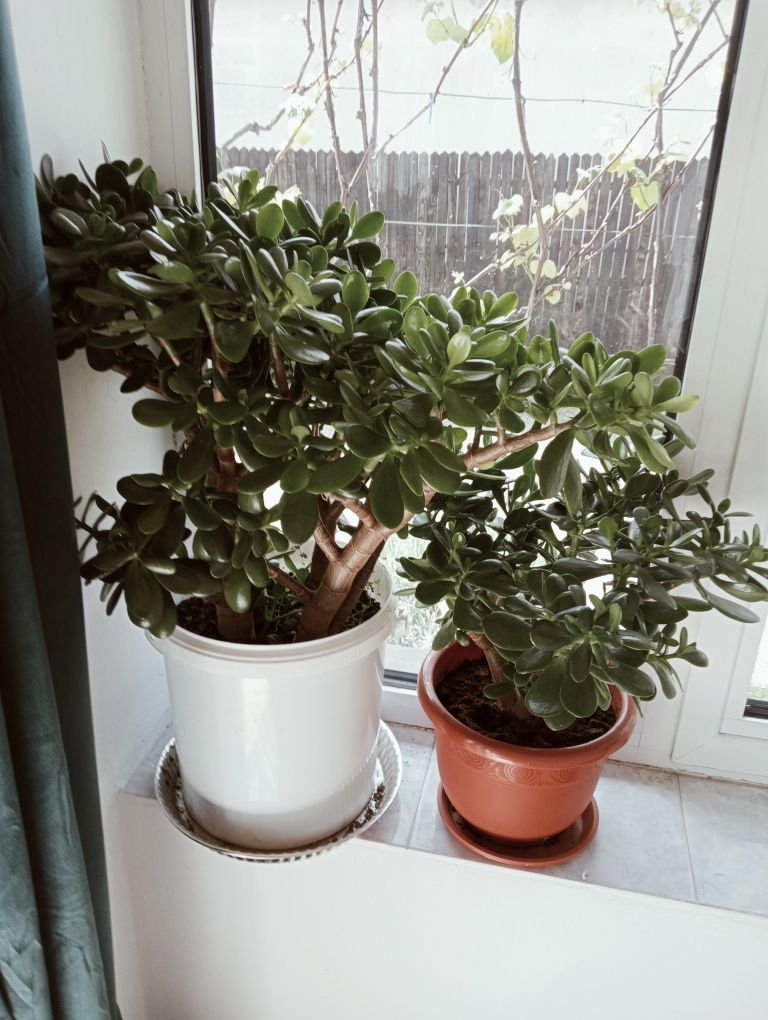 Planta de jad , Copacul banilor ( crassula ovata)