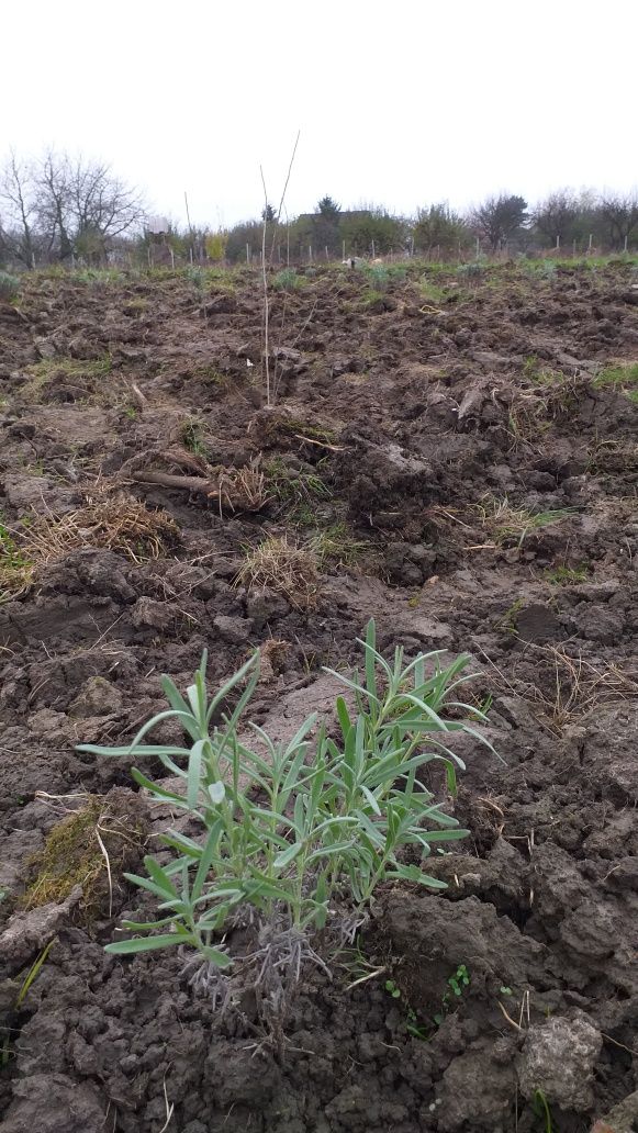 Vand tufe lavanda si butasi lavanda.