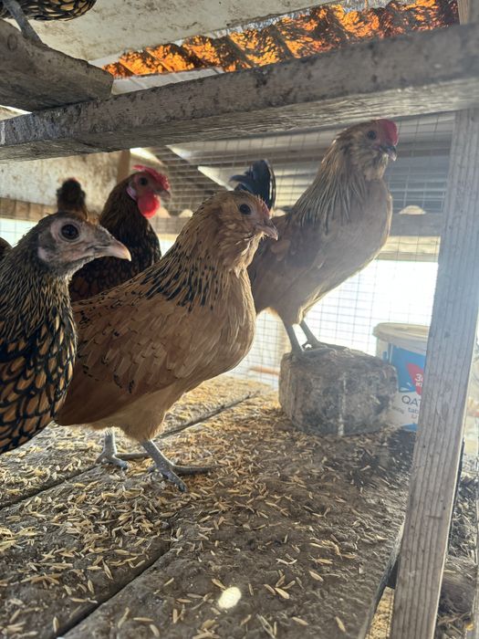 Borodatiylar sotiladi 2+2 Yosh, endi ishlashni boshlashgan.