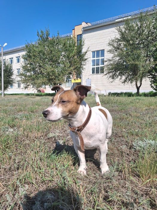 Джек Рассел теръер 8 лет