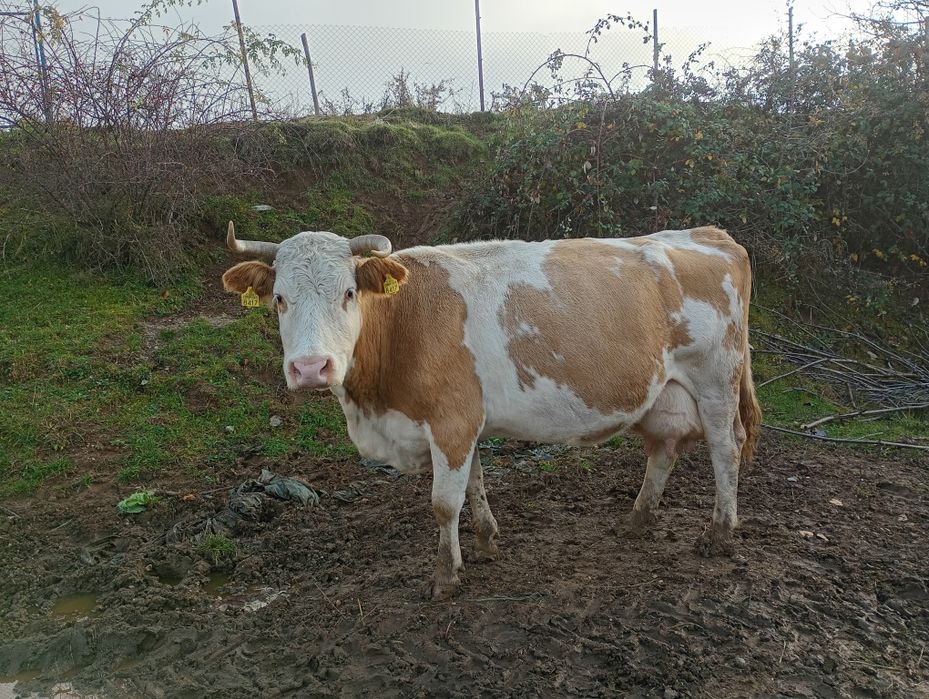 Vând vaci de lapte cu vitei bălțată romineasca cu vitei