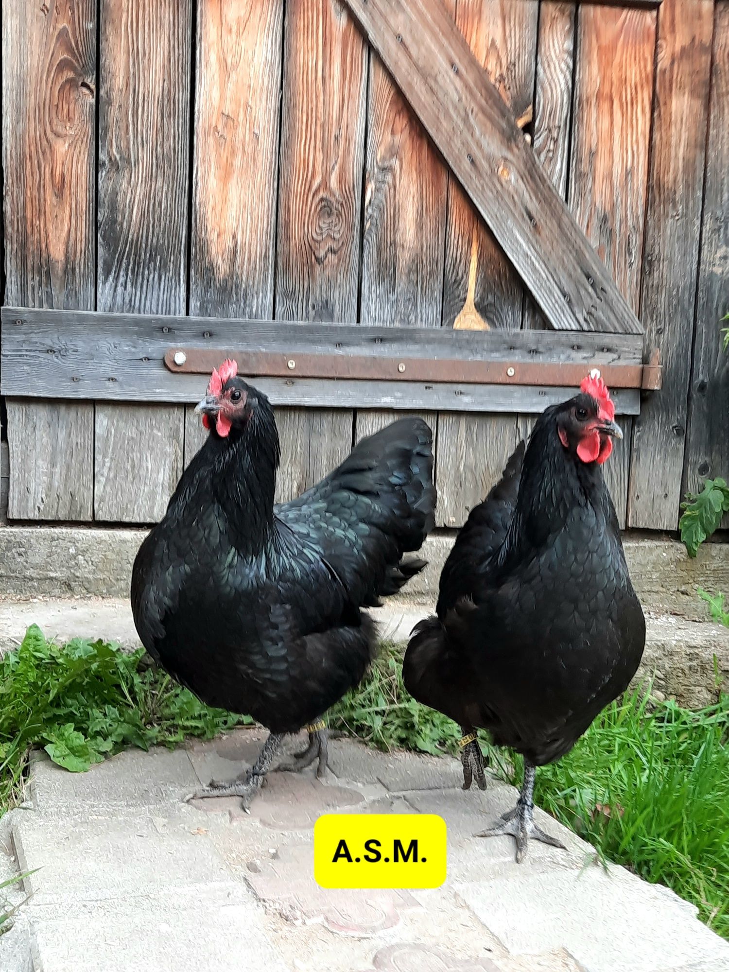 Preiau comenzi pt pui din rasa Australorp Negru și Marans