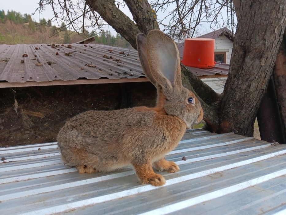 Uriaș german iepuri
