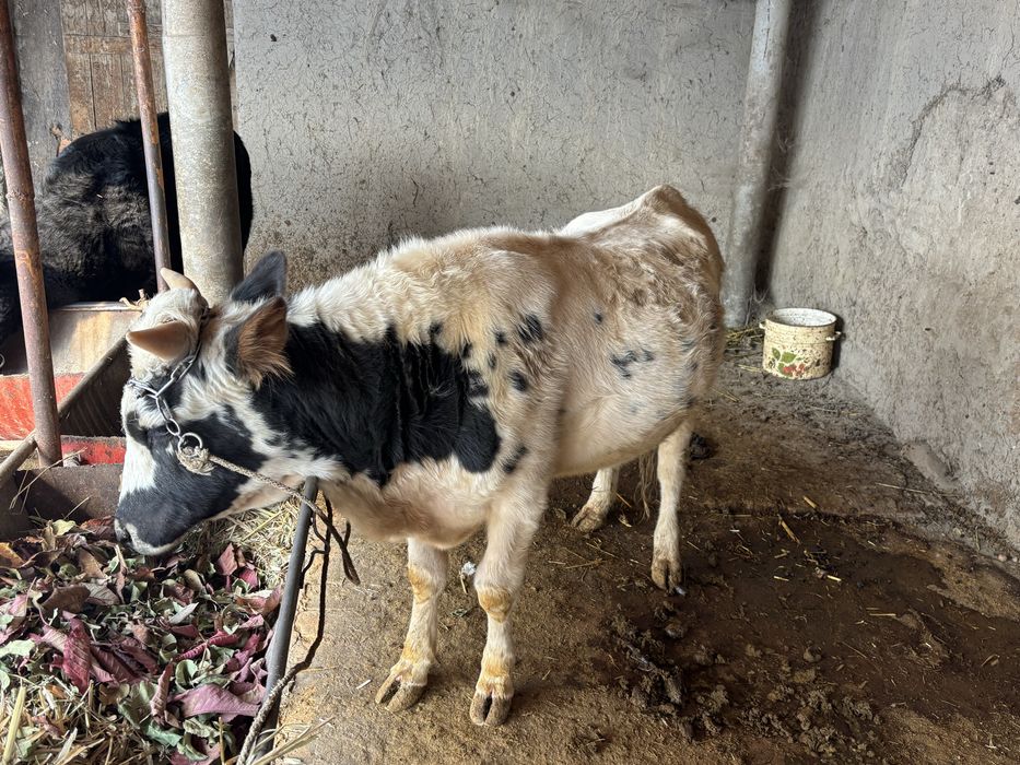 Хукиз сотилади. Бокишга 1,5 еш