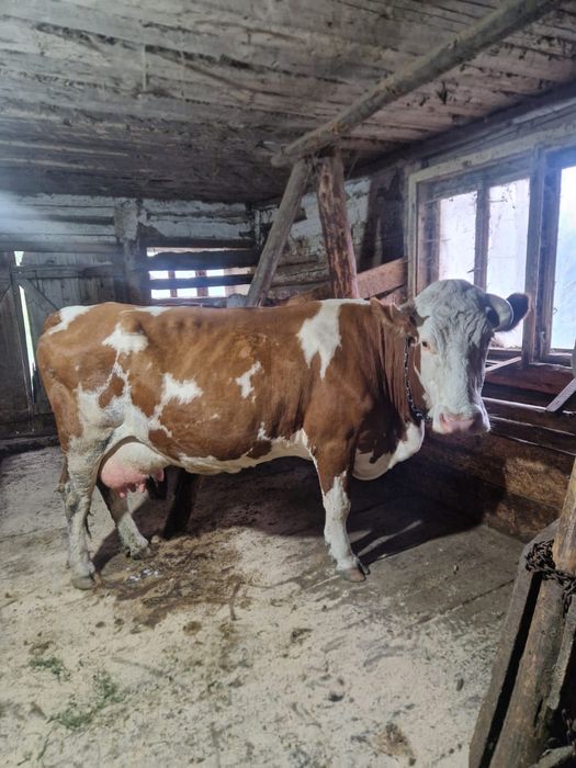 Vând vacă bălțată românească cu vițică de 2 luni