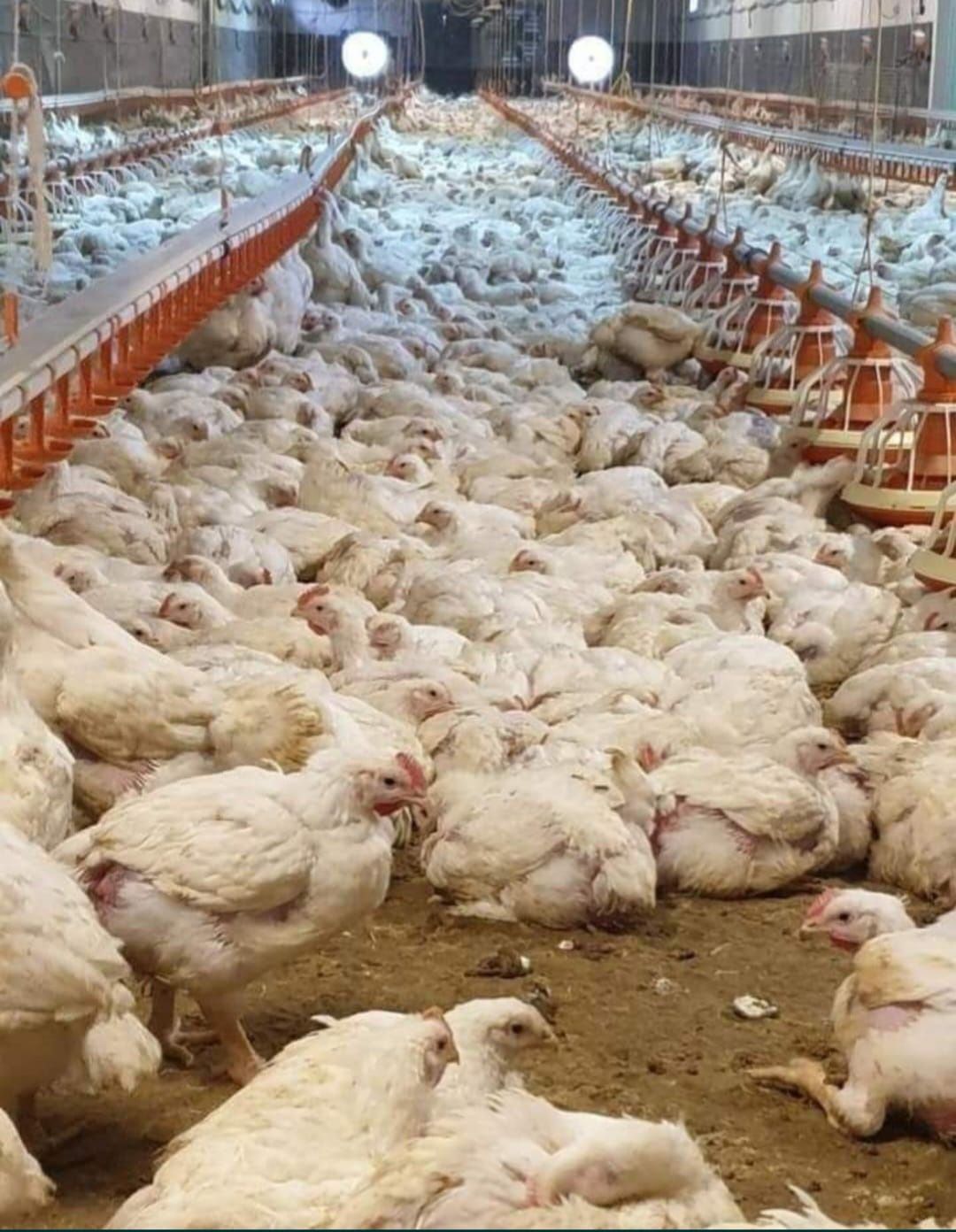 Pui alb de carne și Pui rasă mixtă