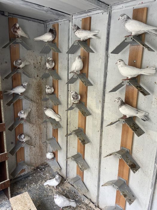 Пазарджишки високолетци