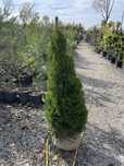Tuia smaragd photinia si leylandi