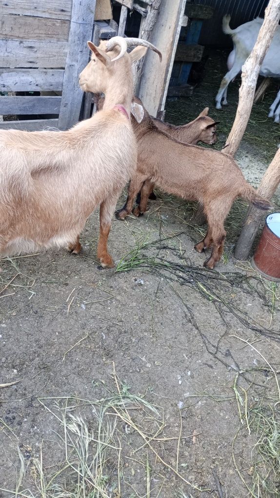 Capra cu ied și ieduță