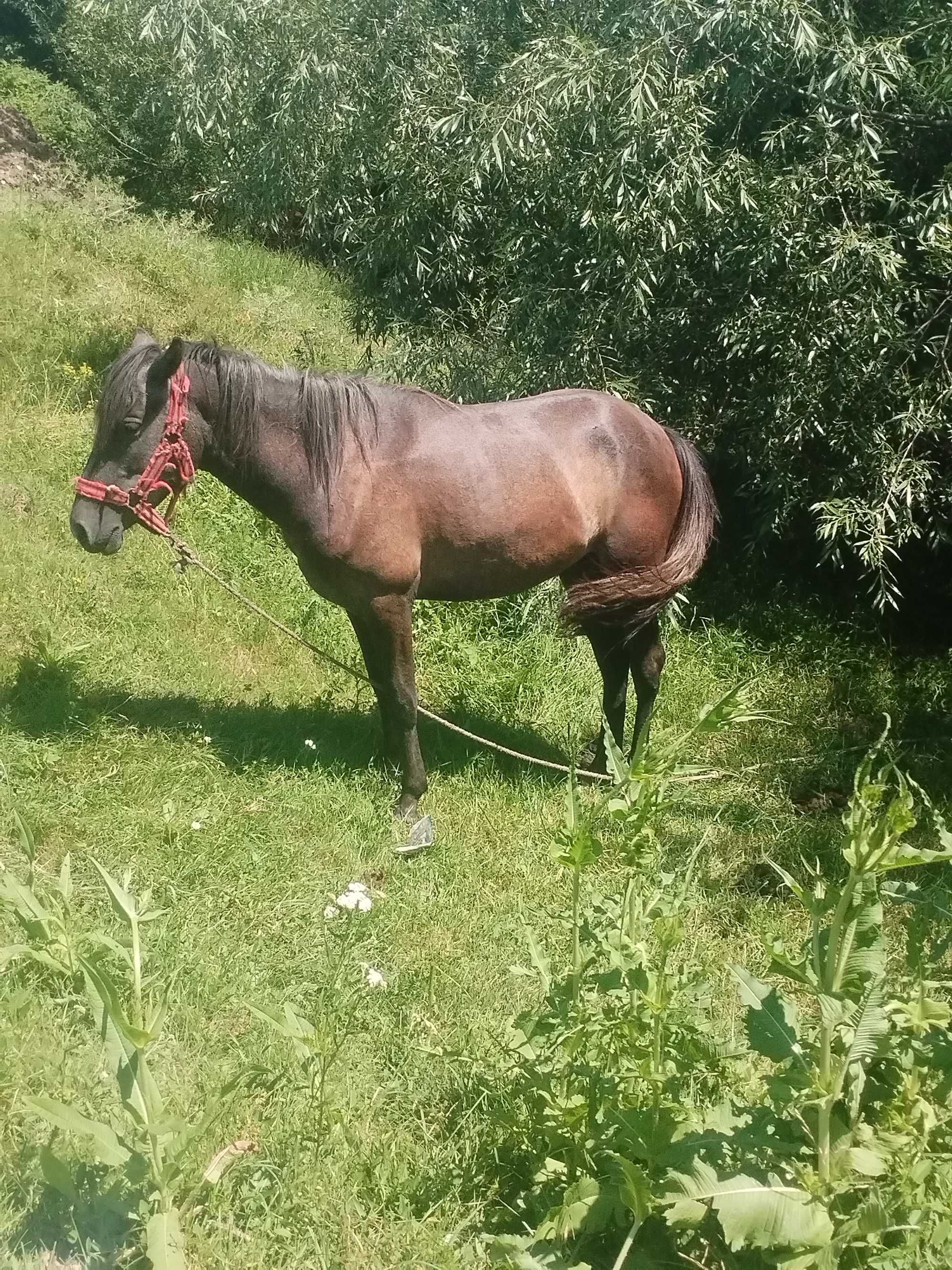 mânză de 1 an si 4 luni