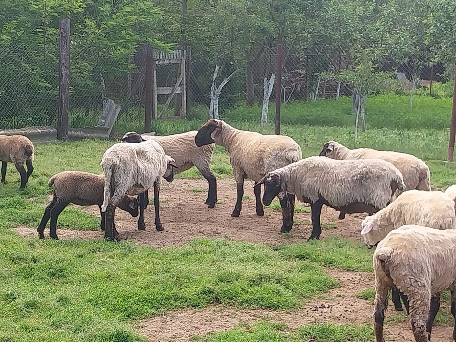 Vând mielute si oi  suffolk