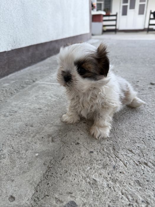 Vand mascul Shih Tzu 8 saptamani