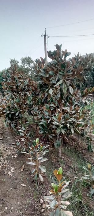 Магнолия гладифлора Италиянский