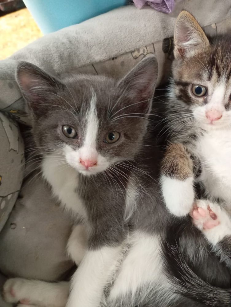 Отдам котят в добрые руки