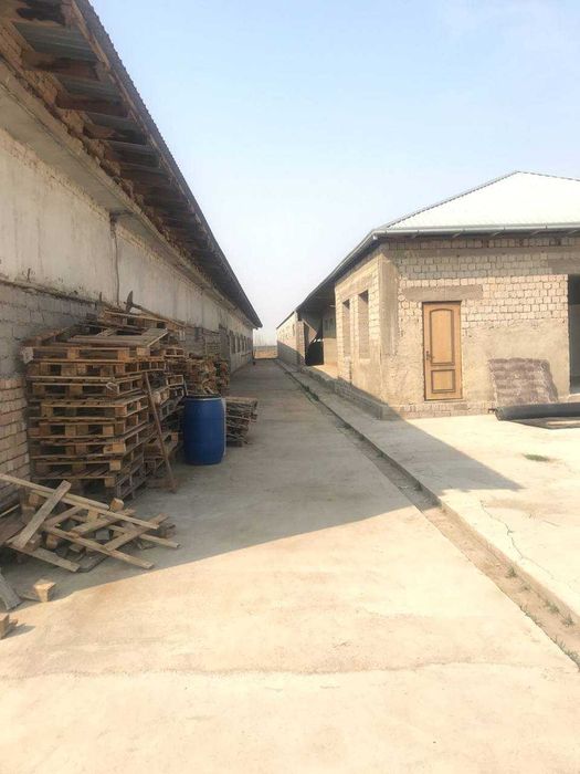 Продажа Ферма Нурафшон Тойтепа