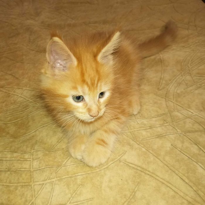 Мейн Куун котенца