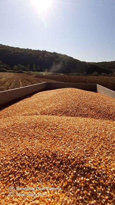 Vând porumb recolta 2025