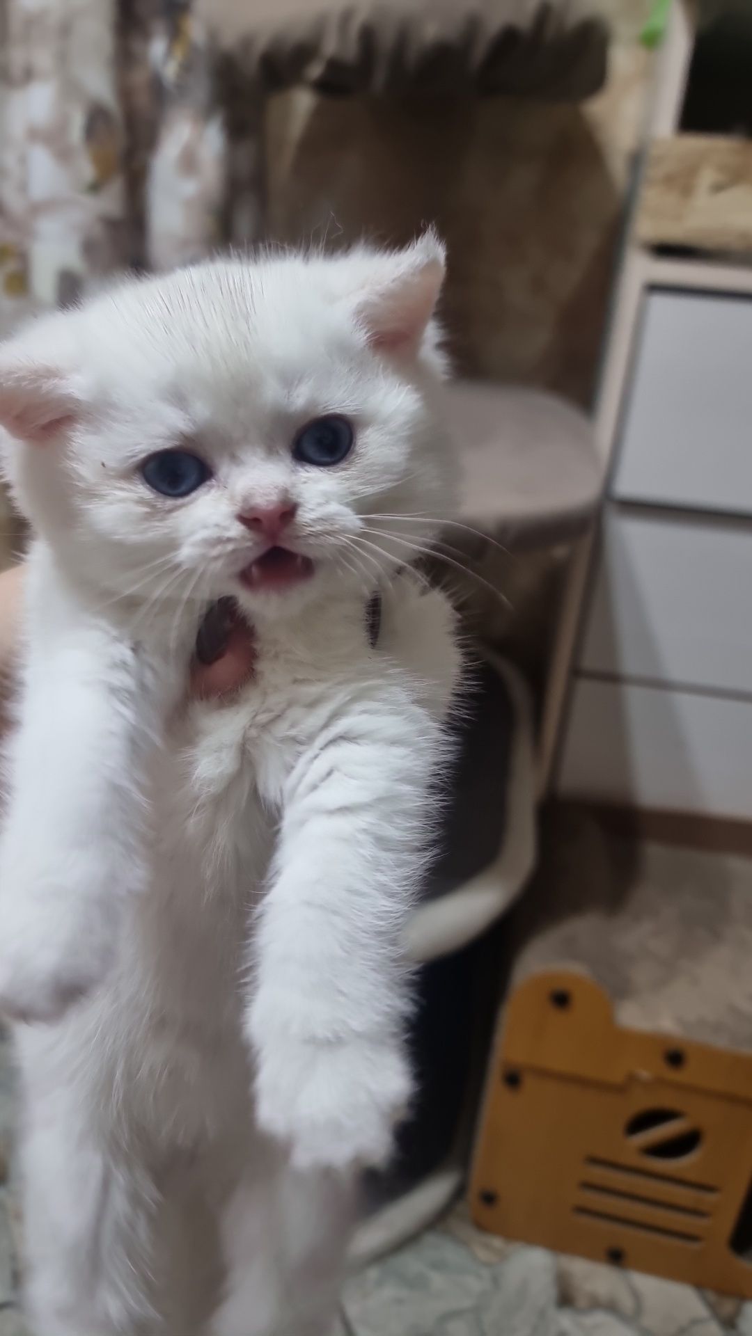 Продаются котята