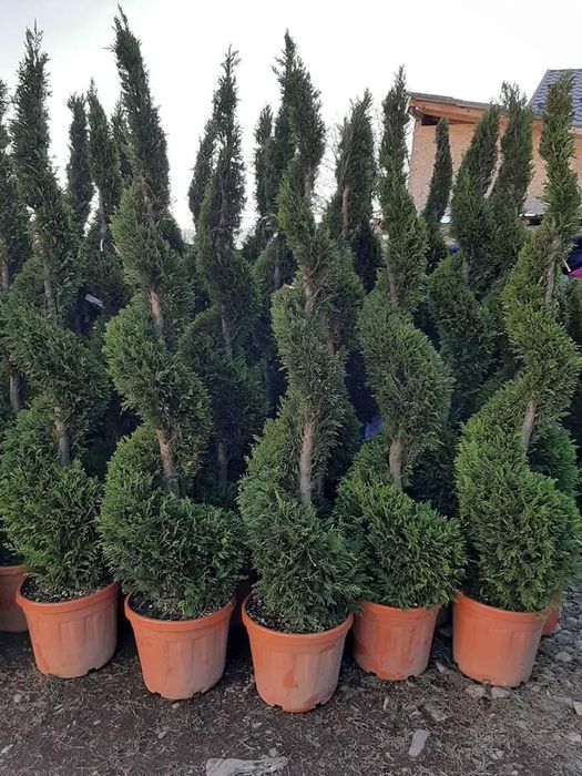 Plante ornamentale calitatea 1 la cel mai bun preţ se ofera livrare