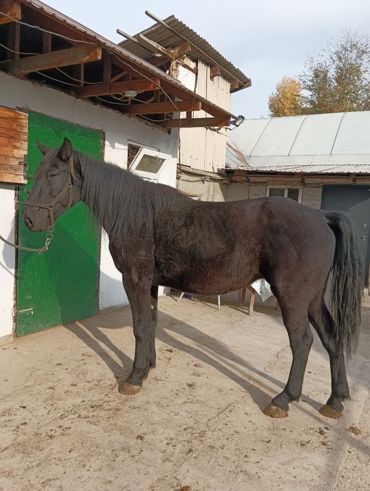 Продам кобылу с жеребенком