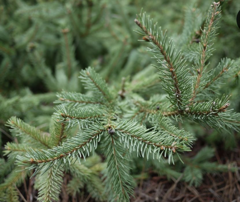 Vand puieti brad,molid,pin,jneapan