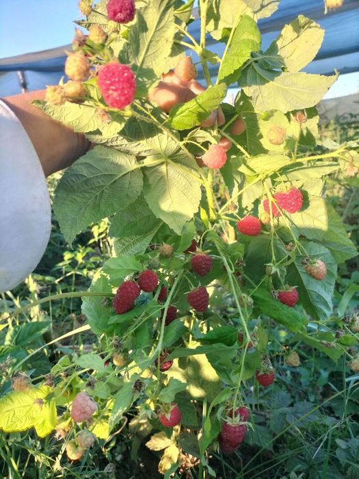 Malina kóchat autum bliss navi