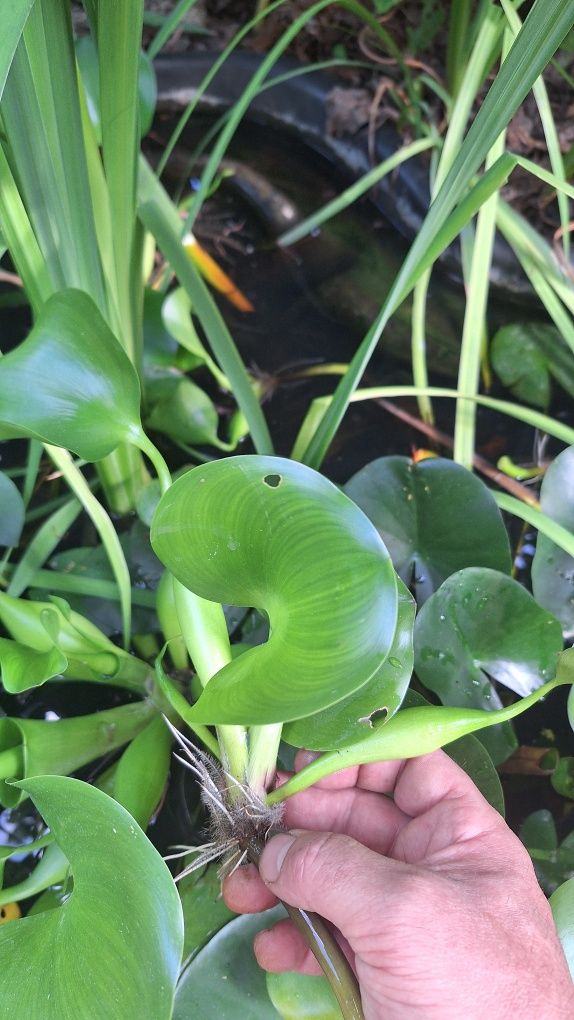 Продавам Воден зюмбюл, Воден хиацинт (Eichornia crassipes)