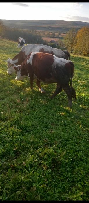 Vând vițea bălțată