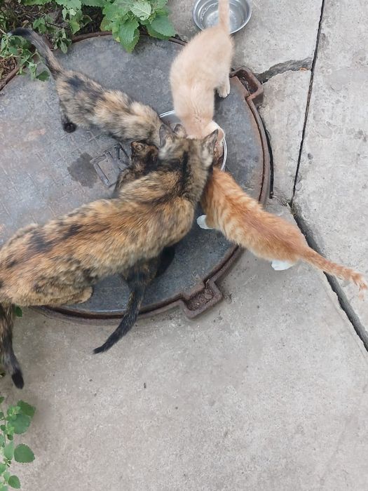 Котята дворянской породы