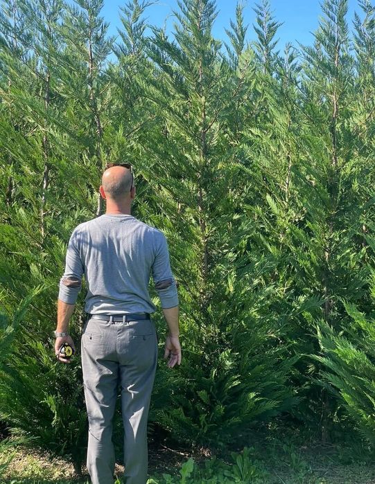 Vând plante naturale ornamentale
