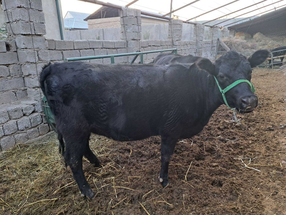 Zotdor Angus mollar sotiladi.