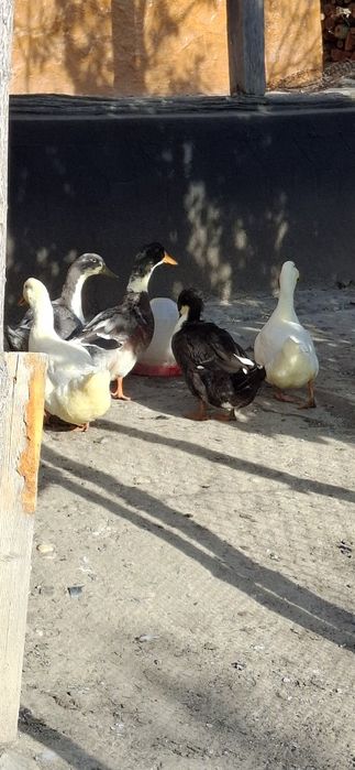 Vând 5 rațe din Primavara