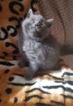 British shorthair