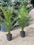 Palmier Phoenix ( plante exotice de orice specie) maslini, cycas