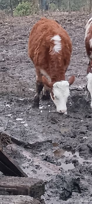 Vind o vițică la 4200