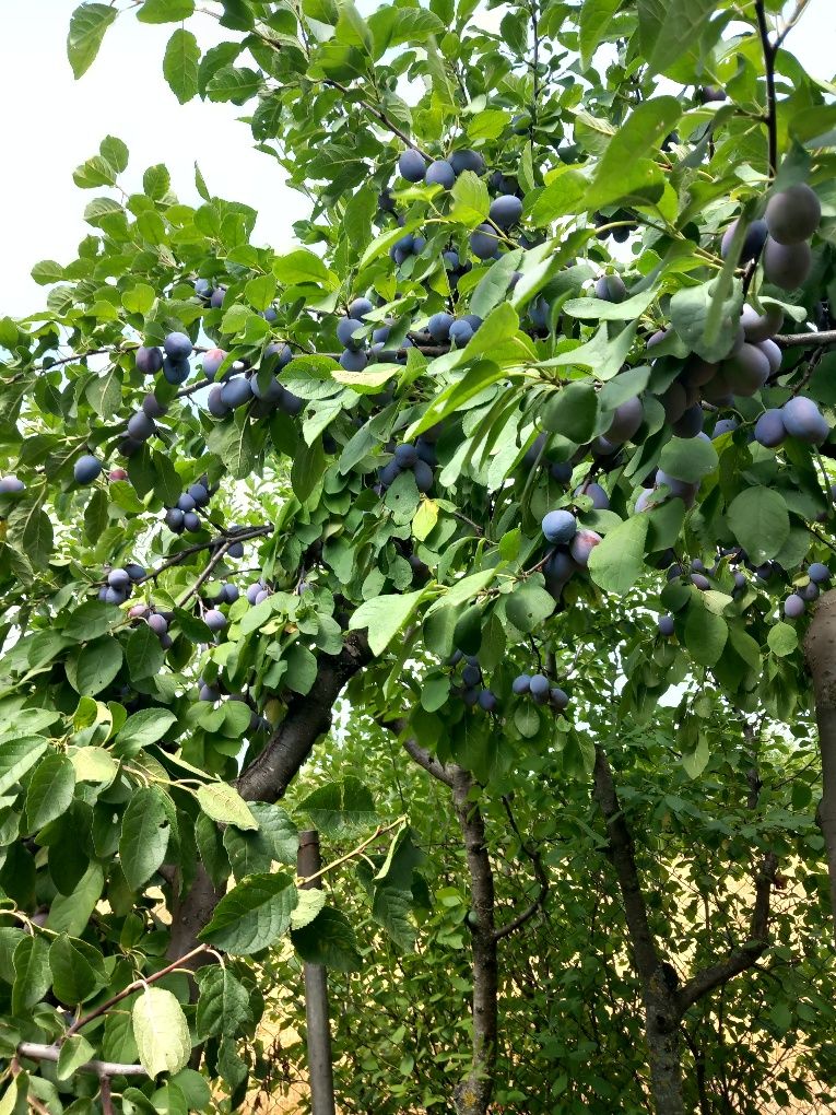 Prune soiul Centenar, recoltare după 25 iulie
