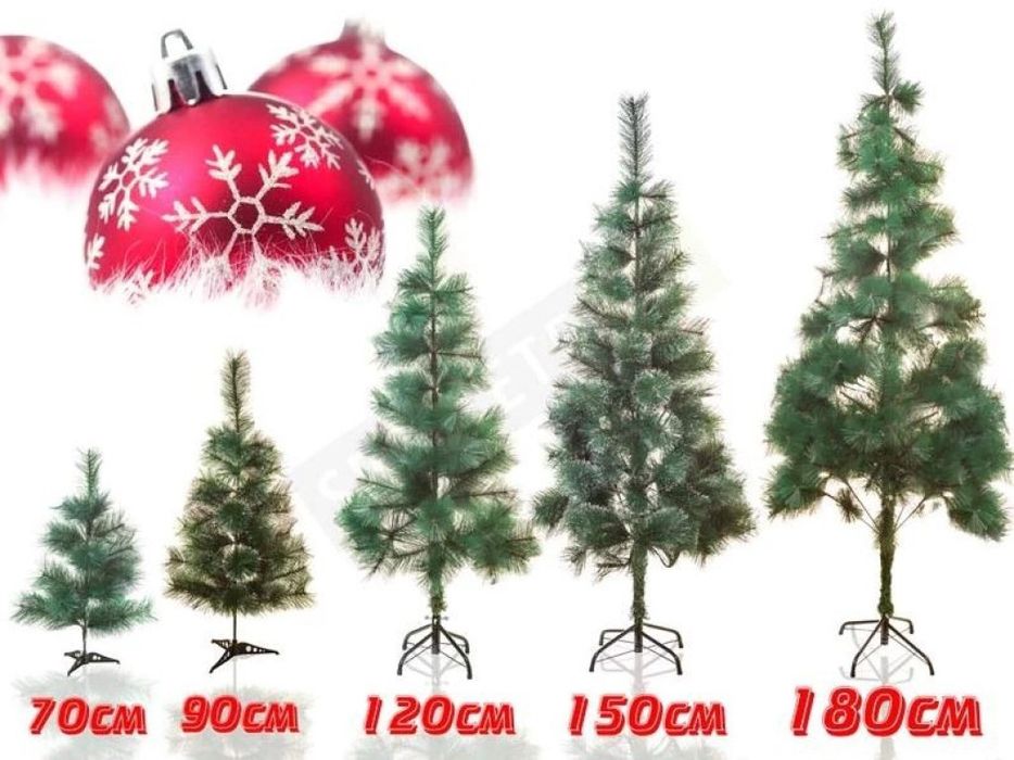 Коледно борче със зелени връхчета