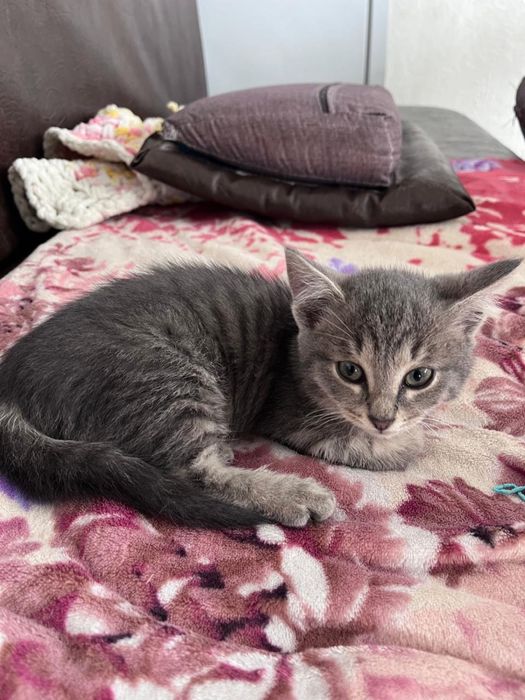 Отдадим в добрые руки котенка мальчика