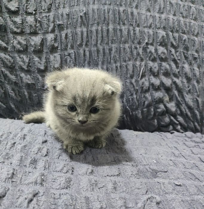 Вислоухий шотландец, скоттиш фолд чистокровный, цена договорная